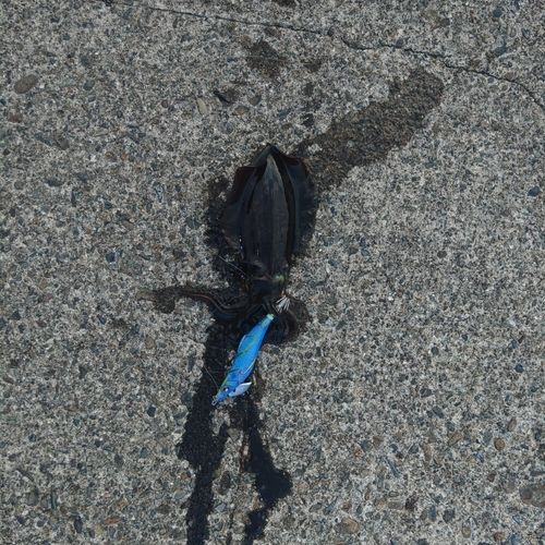 紀伊水道