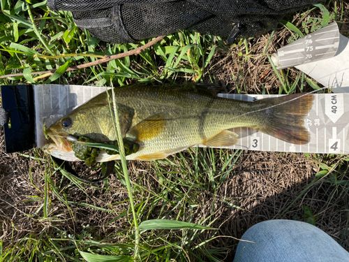 ラージマウスバスの釣果