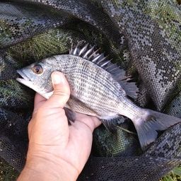クロダイ