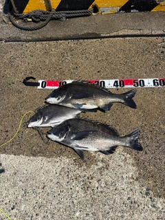 クロダイの釣果