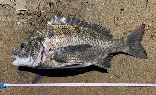 クロダイの釣果