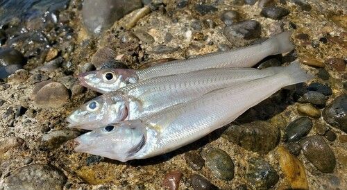 キスの釣果