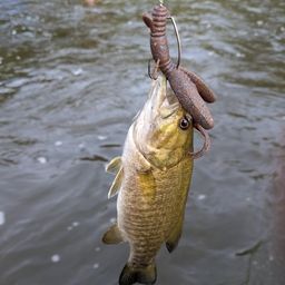 スモールマウスバス