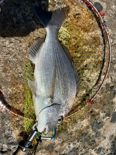 ヘダイの釣果