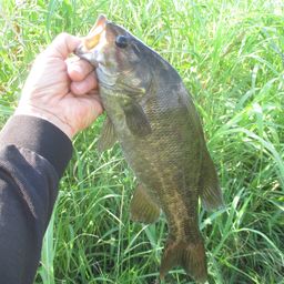 スモールマウスバス