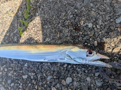 タチウオの釣果