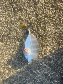 メッキの釣果