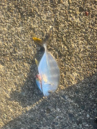 メッキの釣果