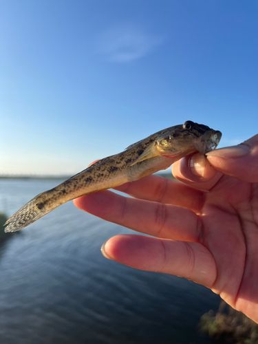 ハゼの釣果