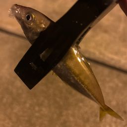 アジ