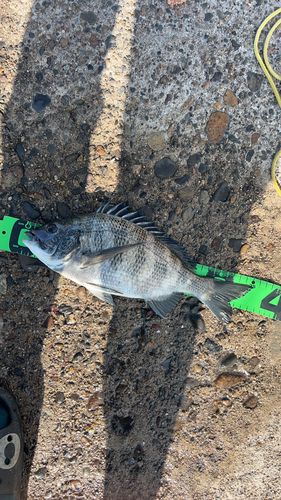 鹿島港魚釣園