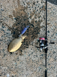 コウイカの釣果