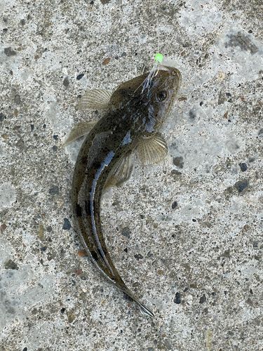 メゴチの釣果