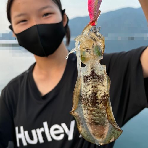 小浜湾