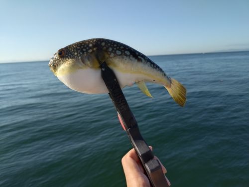 クサフグの釣果