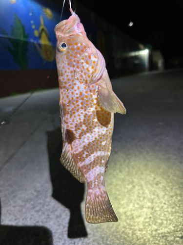 キジハタの釣果