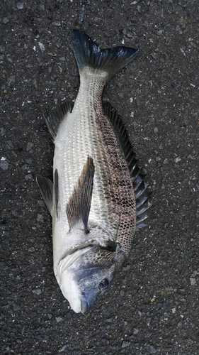 チヌの釣果