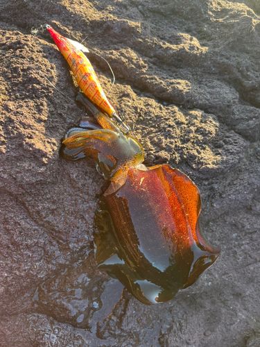 アオリイカの釣果