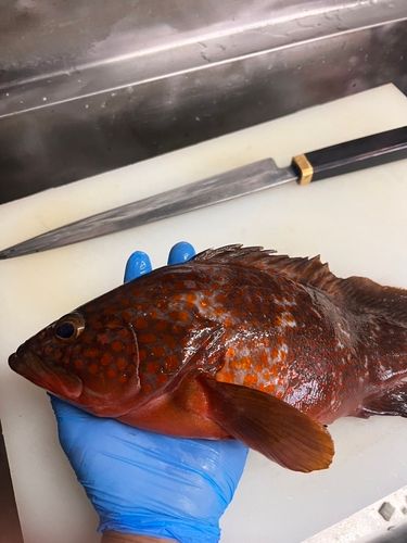 キジハタの釣果