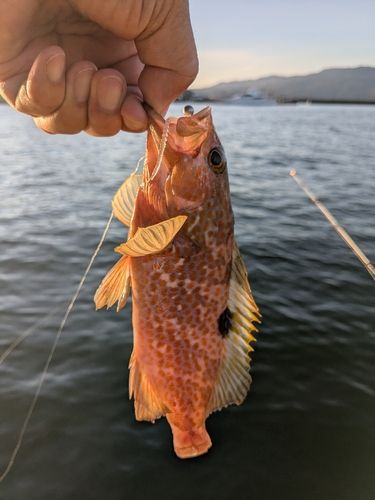 釣果