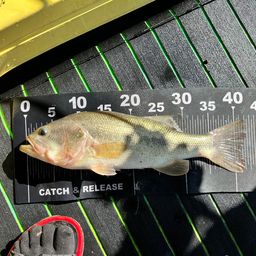 ラージマウスバス