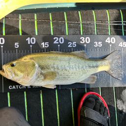 ラージマウスバス