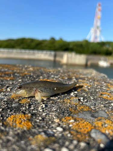 マハゼの釣果