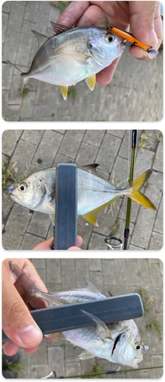 ギンガメアジの釣果