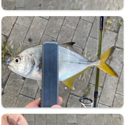 ギンガメアジ