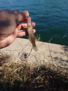 ハゼの釣果