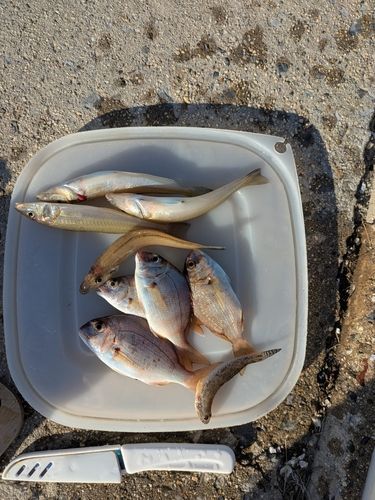 伊勢湾湾奥