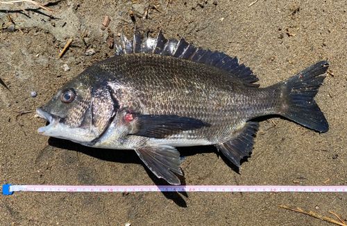 クロダイの釣果