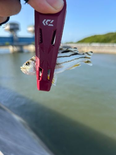 コトヒキの釣果