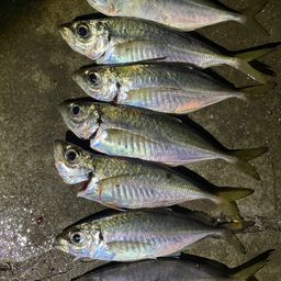 アジ