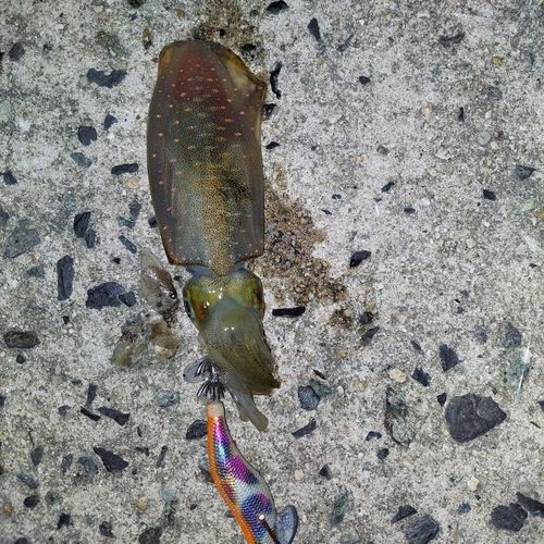 アオリイカの釣果