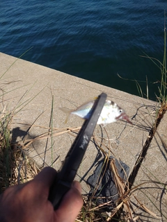 ヒイラギの釣果