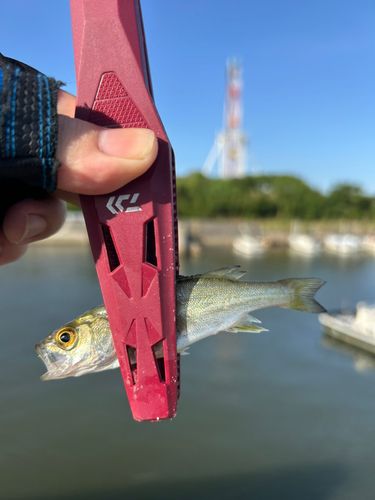 セイゴ（ヒラスズキ）の釣果