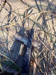イトヒキハゼの釣果
