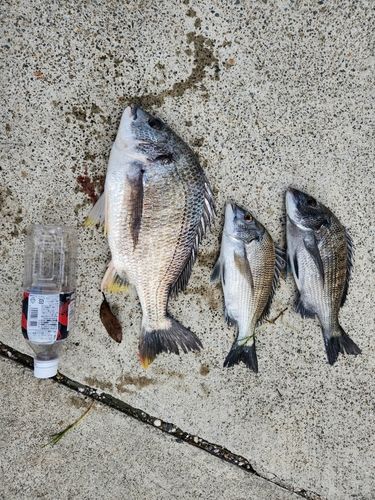 クロダイの釣果