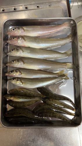 キスの釣果
