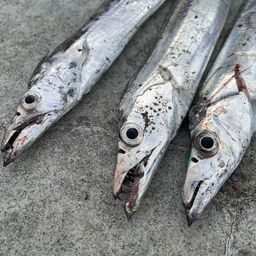 タチウオ