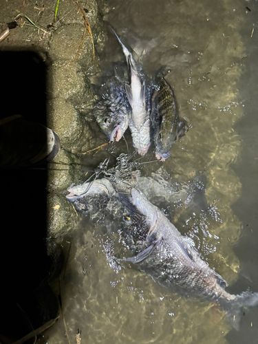 クロダイの釣果