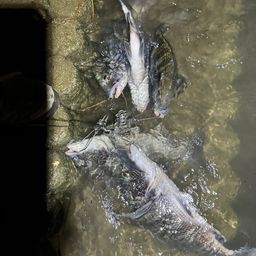 クロダイ