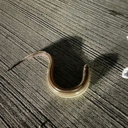 アナゴ