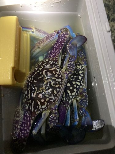 タイワンガザミの釣果