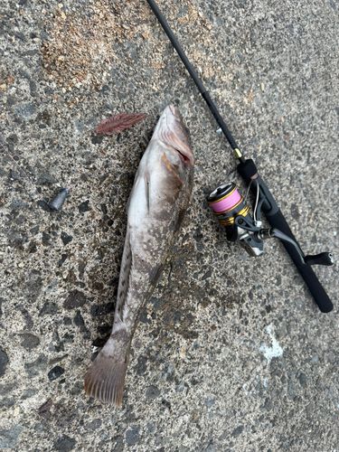 アイナメの釣果