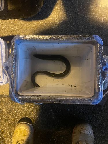 ニホンウナギの釣果