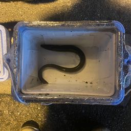 ニホンウナギ