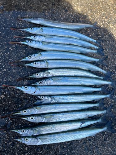 サヨリの釣果