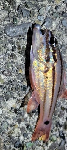 キンギョの釣果
